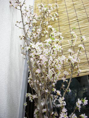 1002桜が満開.jpg