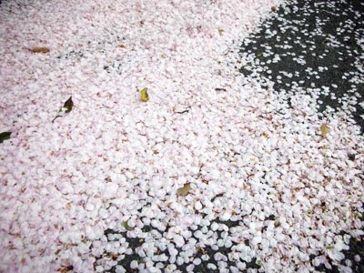 1004桜の花びら.jpg